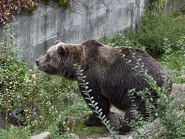 Sedm stovek návtvník si v sobotu nenechalo ujít oslavu medvdích narozenin v...