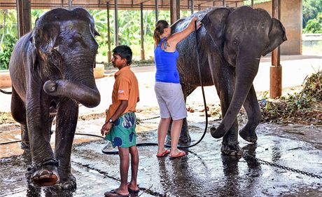 Slonice urené pro praskou zoo. Vlevo Tamara a mahut Upali Saman Kunara,