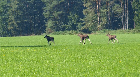 Unikátní snímek trojice los evropských v umavském parku