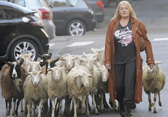 Zuzana Mnichová vede ovce pi natáení dokumentu o skupin Marsyas.