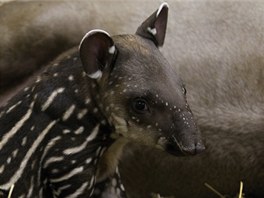 V brnnsk zoo se narodilo mld tapra.