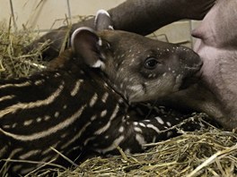 V brnnsk zoo se narodilo mld tapra.