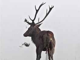 Píhodná doba k jejich oplodnní trvá jen nkolik hodin, pak píznaky íje...