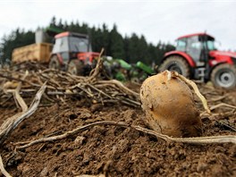 Sbr brambor je pro Vysoinu v prbhu záí typický. Nejinak tomu bylo i v...