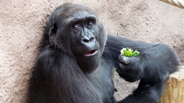 Oblbenou zeleninou praskch goril je apkat celer.