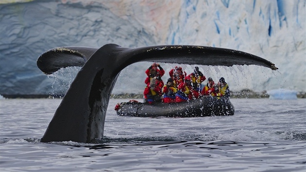 Turist na gumovm raftu mli pi pozorovn velryb na Antarktickm poloostrov neuviteln tst. Nkolik metr od jejich lunu mchla nkolikrt svou enormn ocasn ploutv velryba hrbat, a je mlem smetla.