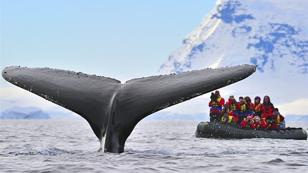 Turist na gumovm raftu mli pi pozorovn velryb na Antarktickm poloostrov neuviteln tst. Nkolik metr od jejich lunu mchla nkolikrt svou enormn ocasn ploutv velryba hrbat, a je mlem smetla.