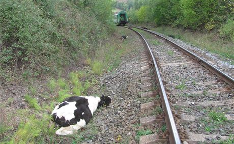 Ke sráce vlaku se stádem krav dolo v pondlí kousek ped Trojanovicemi na...