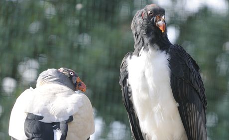 Kondoi královtí obývají novou voliéru v plzeské zoologické zahrad.
