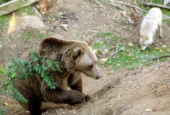 tyi medvdi a tyi vlci ijí v jednom výbhu v Zoo Tábor-Vtrovy.