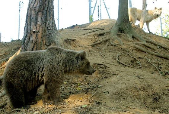 tyi medvdi a tyi vlci ijí v jednom výbhu v Zoo Tábor-Vtrovy.