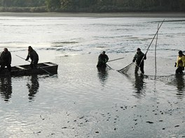 ím mén bude past "dravá", tím vtí procento úspnosti.