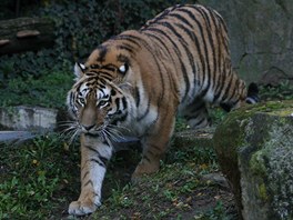 V olomoucké zoologické zahrad na Svatém Kopeku je nov k vidní rok a pl...