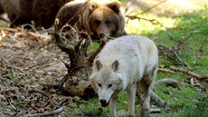 V Zoo Tábor-Vtrovy jsou stovky zvíat vetn tamarína lutorukého.