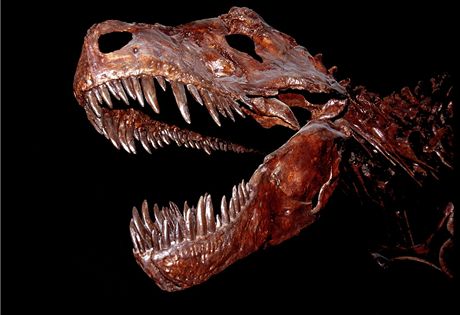 Tyrannosaurus rex si získal popularitu jako jeden z nejvtích známých dravc v