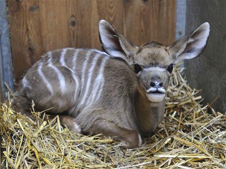 V plzeské zoo pedstavili mlád Kudu velkého.