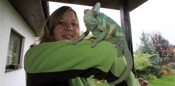 Chameleon ije v Pátku ji rok. Majitele se najít nepodailo.