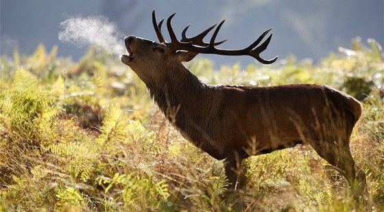 Kdy v Montan srazíte jelena, mete si ho nov odvézt dom. Jako v jediném stát USA.