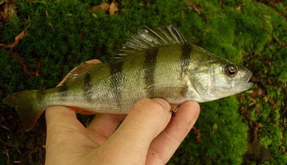 Mnozí rybái slovují okouní populaci i v jarních msících, kdy se ryby tou.