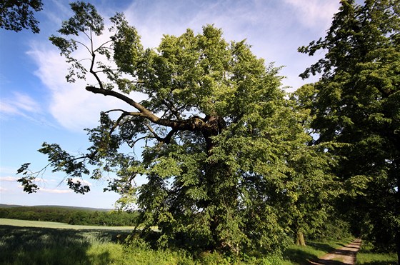 Lípa z Novodvorské aleje je Stromem roku 2012.