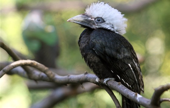 Mlád zoboroce blovlasého, které se vylíhlo ve zlínské zoo.