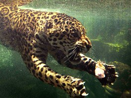 AS OBDA. Jaguár plave vodou pro kus rádla, který dostal bhem krmení v...