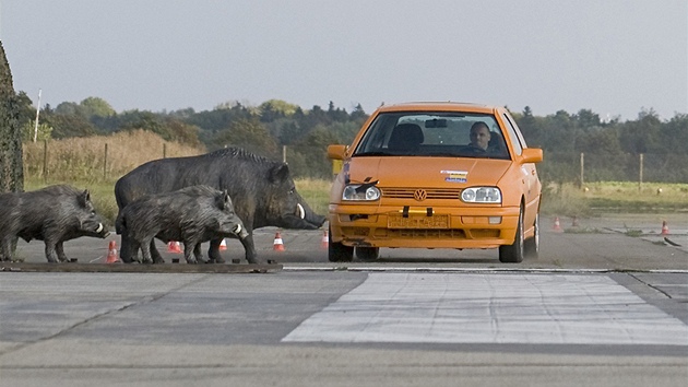 Crashtest auto vs. divočák