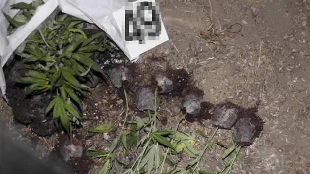 Policist odhalili na Novojinsku pstrnu marihuany. Uvnit nali jak rostliny, a to zsti nabalen, tak i technologick zazen. (25. jna 2012)