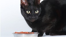 Kastrovanému zvířeti se z pohledu veterináře vyplatí vybrat krmení, které... Kastrovanému zvířeti se z pohledu veterináře vyplatí vybrat krmení, které...