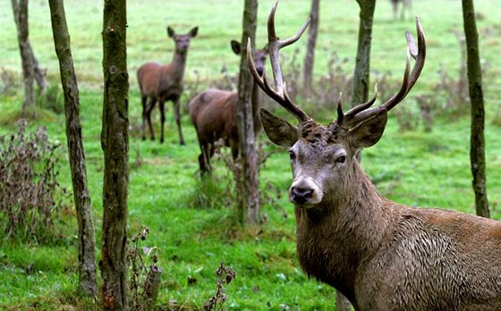 Veterinární ústav pi zkoumání potvrdil, e jeleni v lánské oboe zemeli na otravu jedem. Ilustraní foto