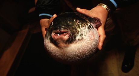 Mezi tverzubce patí i japonský fugu, oblíbený mezi labuníky. Ilustraní foto