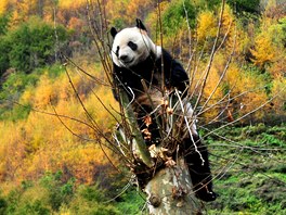 RADOST Z DOMOVA. Panda si hoví na pice stromu v pírodní rezervaci Wolong v...