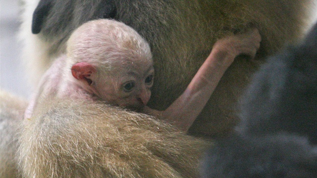 V ostravsk zoologick zahrad se narodilo mld gibbona blolcho.