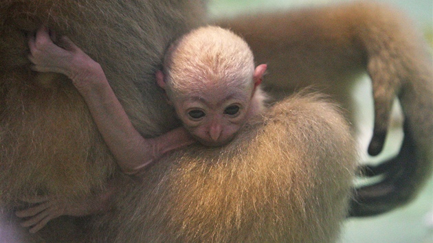 V ostravské zoologické zahrad se narodilo mlád gibbona blolícího.