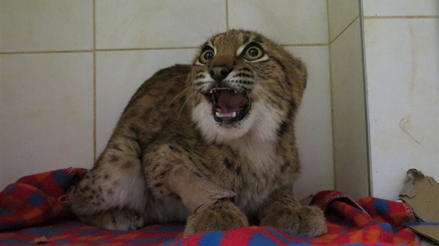 Zranný rys zstal ve veterinární ordinaci dva týdny.