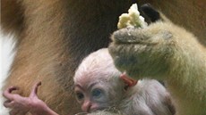 Nkolikadenní mlád gibbona blolícího s matkou.