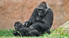Gorila Kamba ve svých ytyiceti letech eká mlád. Na snímku je ve venkovním...