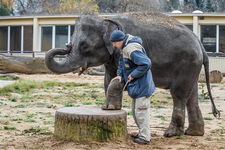 Vrchn chovatel slon Ji Javrek o slony peuje 13 let, ale poprv dostal do...