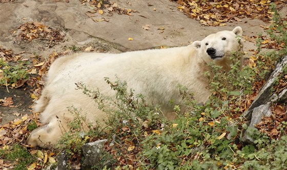 Lední medvdice Cora z brnnské zoo by mohla ji brzy návtvníkm ukázat svá mláata.