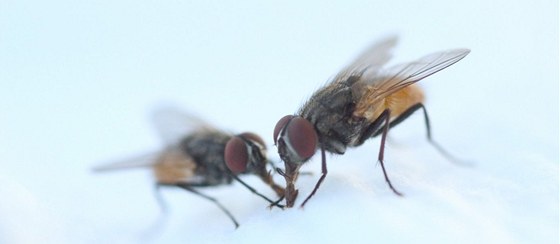 Zaloení chovu je snadné: staí nechat mouchy naklást vajíka do návnady ve