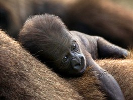 ZLATO NA ZÁDECH. tydenní mlád gorily se drí své matky v safari Ramat Gan...