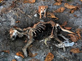 MAMININY OI. tn stojí u ostatk psa zabitého pi násilnostech v Kyaukphyu...