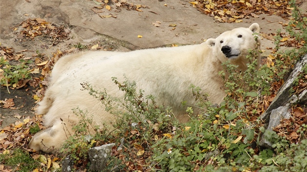 Lední medvdice Cora z brnnské zoologické zahrady je podle chovatel bezí,