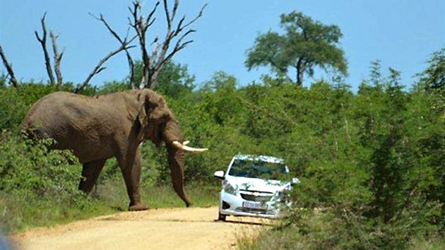 Okamik, kdy rozzuen slon vybhl z bue a zatoil na auto s britskmi turisty.