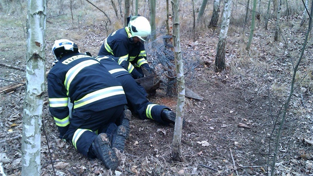 Hasii v nedli zachraovali v CHKO Litovelsk Pomorav daka, kter uvzl parom v drtnm pletivu obory. Kus oplocen vyrval a drt mu zstal omotan kolem paroh.