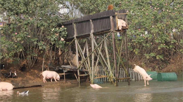 Pohled na prasata skákající do vody je naprosto neuvitelný.