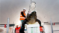 Opravy se týkaly nejen radnice. Rekonstrukcí proel i Brnnský drak, který je jedním ze symbol msta.