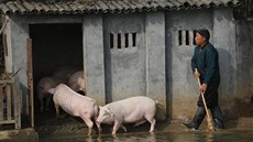 ínský farmá nahání svoje vysportovaná prasata zpátky do chlívku.