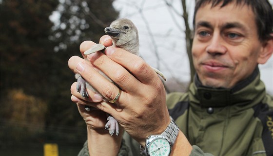 Mluví plzeské zoologické zahrady Martin Vobruba ukazuje malého tuáka. Bhem