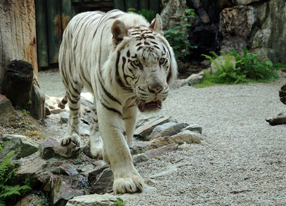 Sedmiletý tygr Paris, který ve tvrtek zaútoil na ti oetovatele.